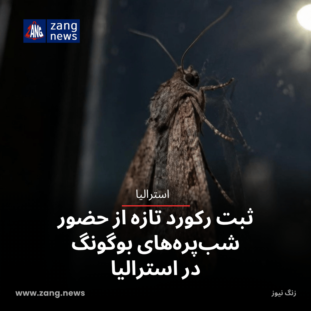 ثبت رکورد تازه از حضور شب‌پره‌های بوگونگ در استرالیا