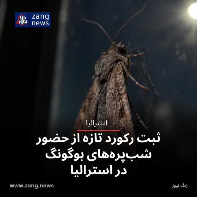 ثبت رکورد تازه از حضور شب‌پره‌های بوگونگ در استرالیا