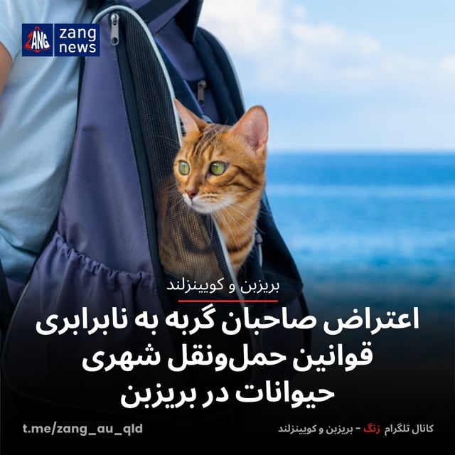 اعتراض صاحبان گربه‌ به نابرابری قوانین حمل‌ونقل شهری حیوانات در بریزبن