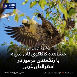 مشاهده کاکاتوی نادر سیاه با رنگ‌بندی مرموز در جنوب استرالیای غربی