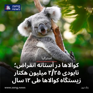 کوالاها در آستانه انقراض؛ نابودی ۲/۲۵ میلیون هکتار زیستگاه کوالاها طی ۱۲ سال