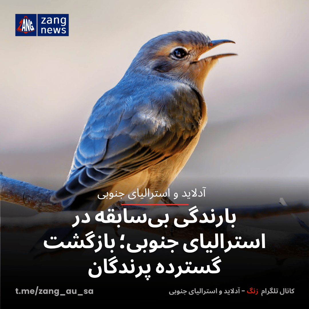 بارندگی بی‌سابقه در استرالیای جنوبی؛ بازگشت گسترده پرندگان