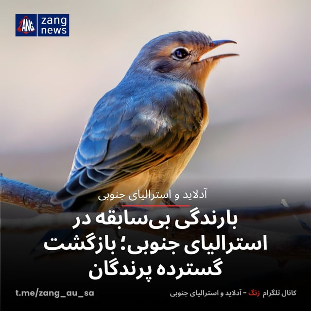 بارندگی بی‌سابقه در استرالیای جنوبی؛ بازگشت گسترده پرندگان