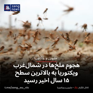هجوم ملخ‌ها در شمال‌غرب ویکتوریا به بالاترین سطح ۱۵ سال اخیر رسید