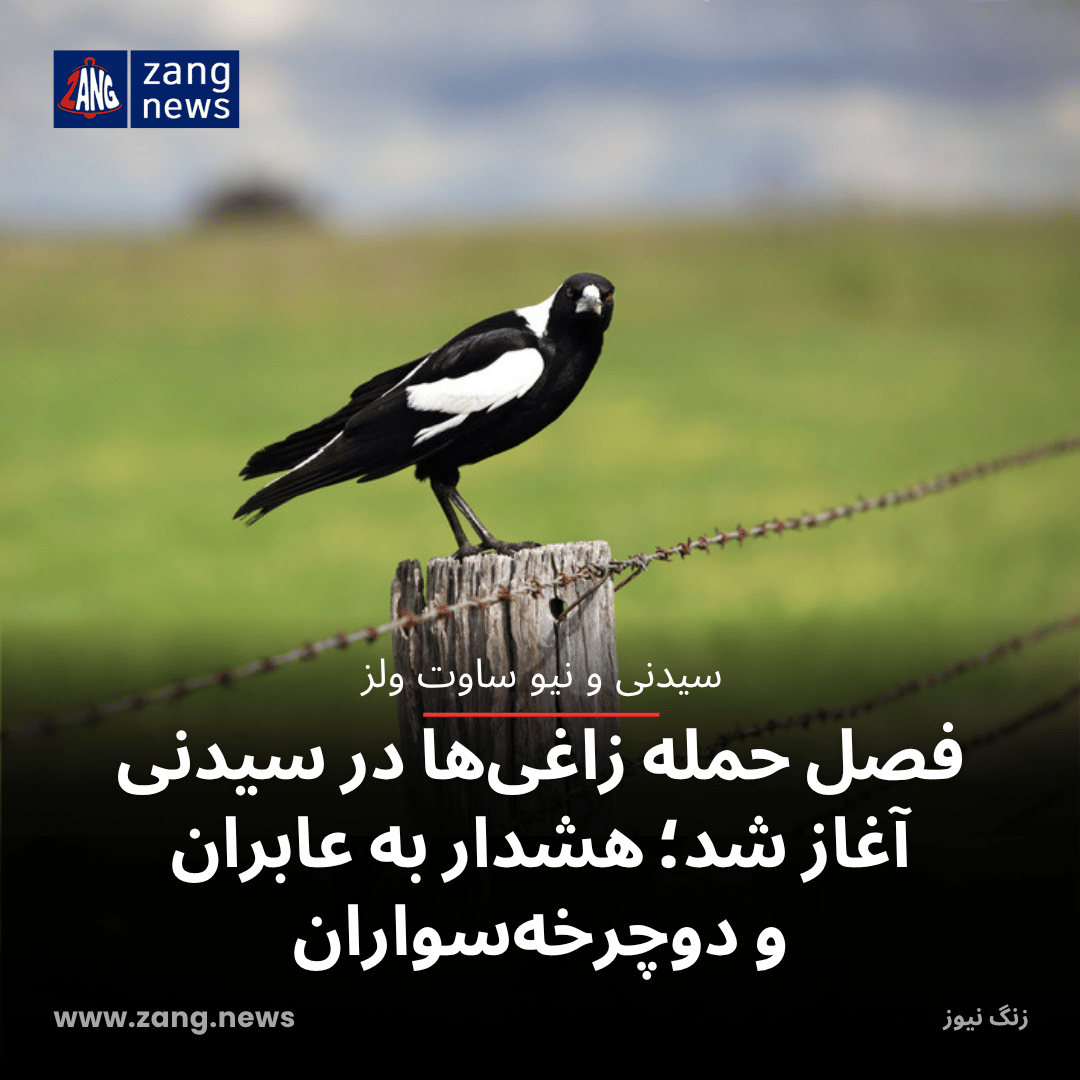 فصل حمله زاغی‌ها در سیدنی آغاز شد؛ هشدار به عابران و دوچرخه‌سواران
