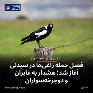 فصل حمله زاغی‌ها در سیدنی آغاز شد؛ هشدار به عابران و دوچرخه‌سواران