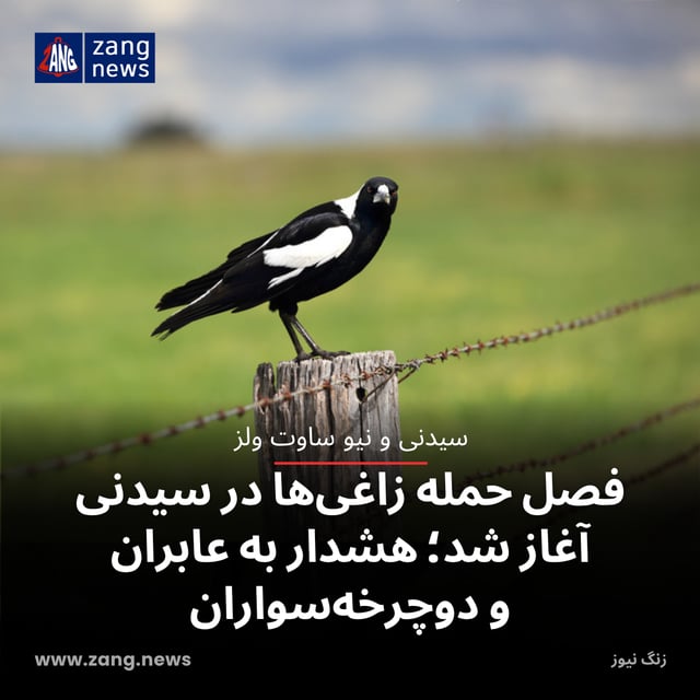 فصل حمله زاغی‌ها در سیدنی آغاز شد؛ هشدار به عابران و دوچرخه‌سواران