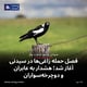 فصل حمله زاغی‌ها در سیدنی آغاز شد؛ هشدار به عابران و دوچرخه‌سواران