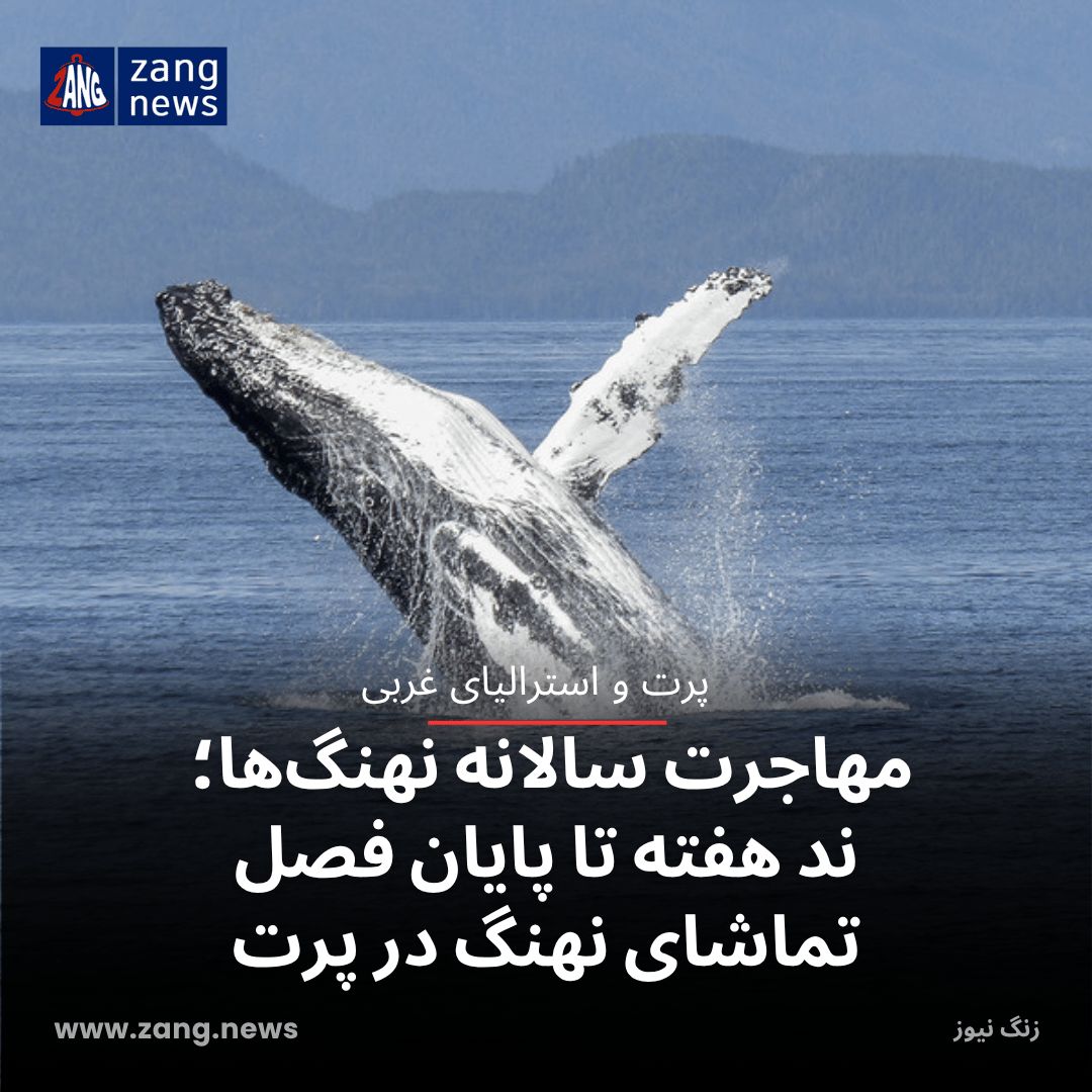 مهاجرت سالانه نهنگ‌ها؛ چند هفته تا پایان فصل تماشای نهنگ در پرت