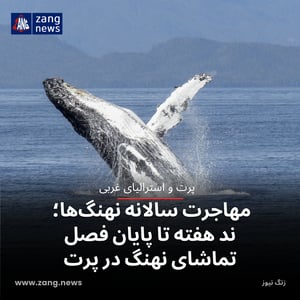 مهاجرت سالانه نهنگ‌ها؛ چند هفته تا پایان فصل تماشای نهنگ در پرت