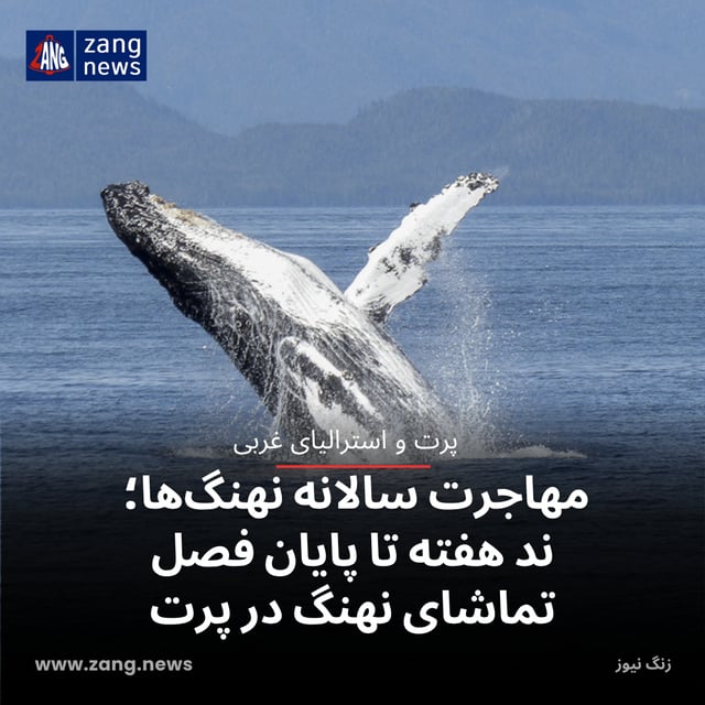 مهاجرت سالانه نهنگ‌ها؛ چند هفته تا پایان فصل تماشای نهنگ در پرت
