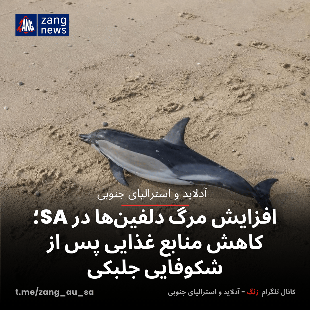 افزایش مرگ دلفین‌ها در SA؛ کاهش منابع غذایی پس از شکوفایی جلبکی