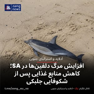 افزایش مرگ دلفین‌ها در SA؛ کاهش منابع غذایی پس از شکوفایی جلبکی