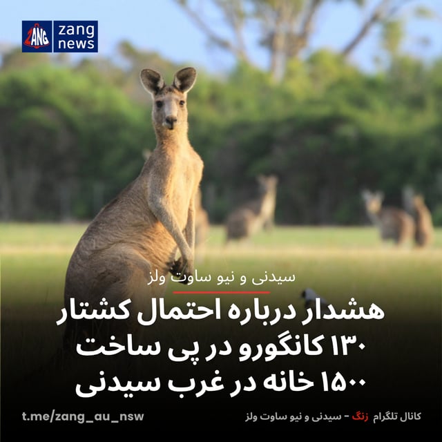 هشدار درباره احتمال کشتار ۱۳۰ کانگورو در پی ساخت ۱۵۰۰ خانه در غرب سیدنی