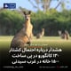 هشدار درباره احتمال کشتار ۱۳۰ کانگورو در پی ساخت ۱۵۰۰ خانه در غرب سیدنی