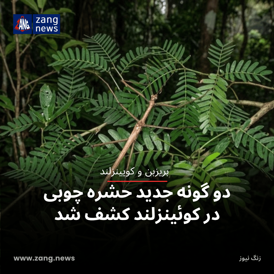 دو گونه جدید حشره چوبی در کوئینزلند کشف شد