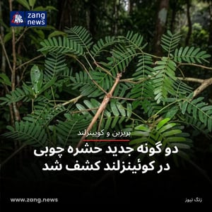 دو گونه جدید حشره چوبی در کوئینزلند کشف شد