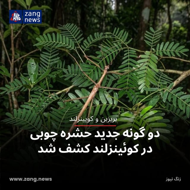 دو گونه جدید حشره چوبی در کوئینزلند کشف شد