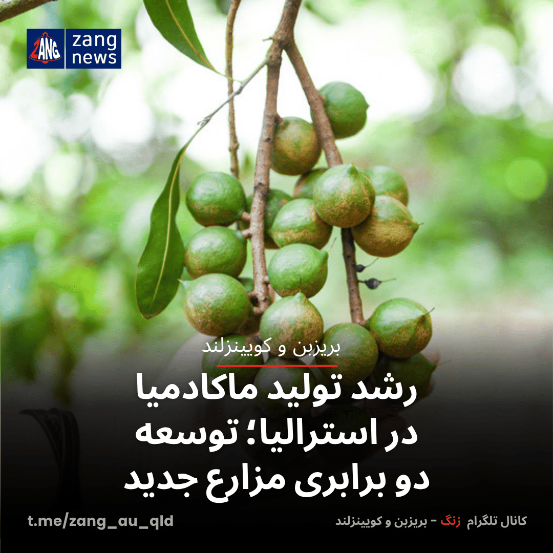 رشد تولید ماکادمیا در استرالیا؛ توسعه دو برابری مزارع جدید