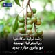 رشد تولید ماکادمیا در استرالیا؛ توسعه دو برابری مزارع جدید