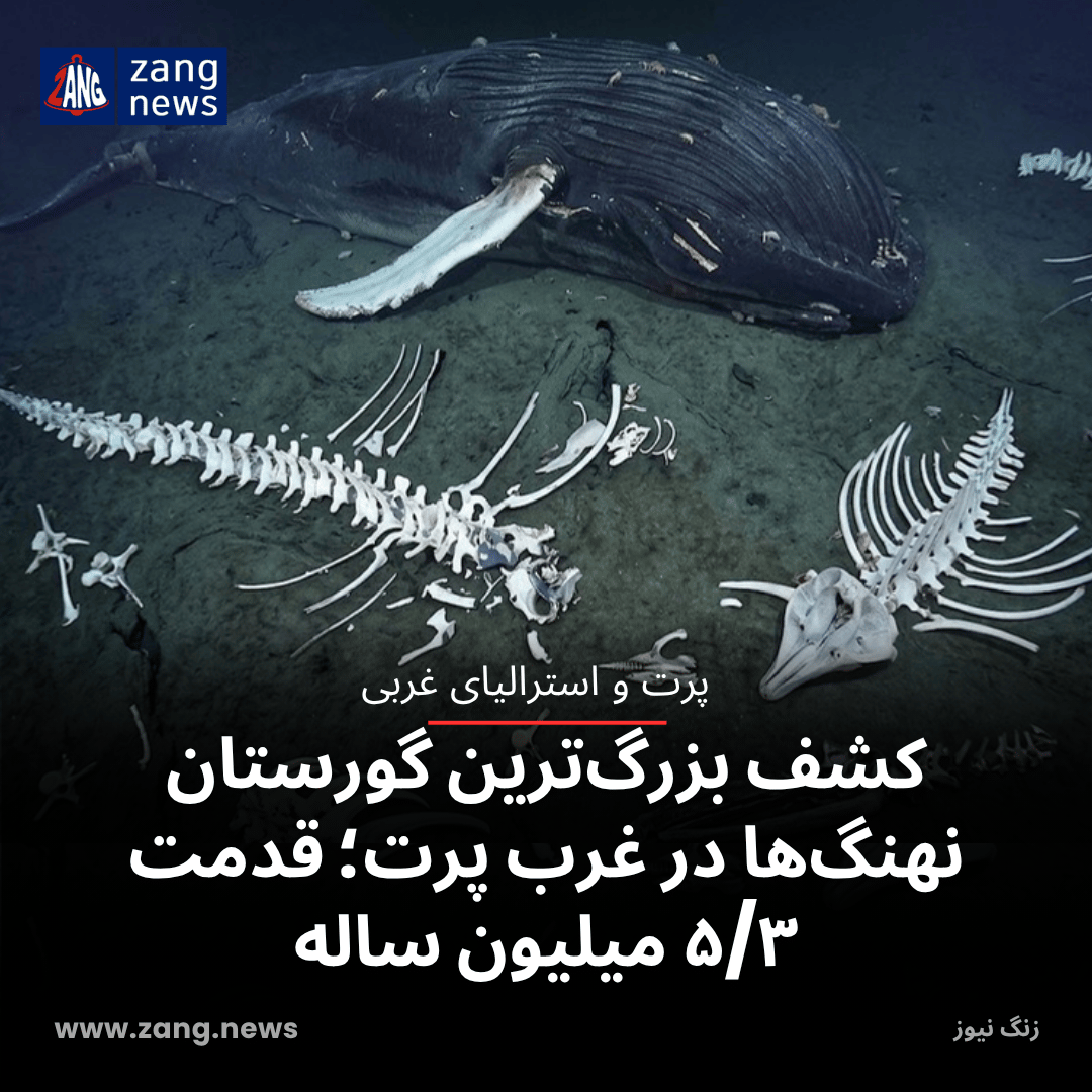 کشف بزرگ‌ترین گورستان نهنگ‌ها در غرب پرت؛ قدمت ۵/۳ میلیون ساله