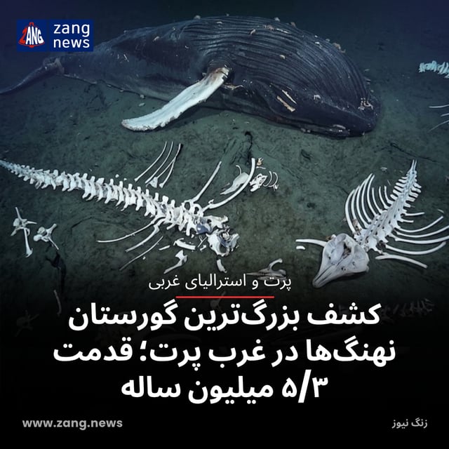 کشف بزرگ‌ترین گورستان نهنگ‌ها در غرب پرت؛ قدمت ۵/۳ میلیون ساله