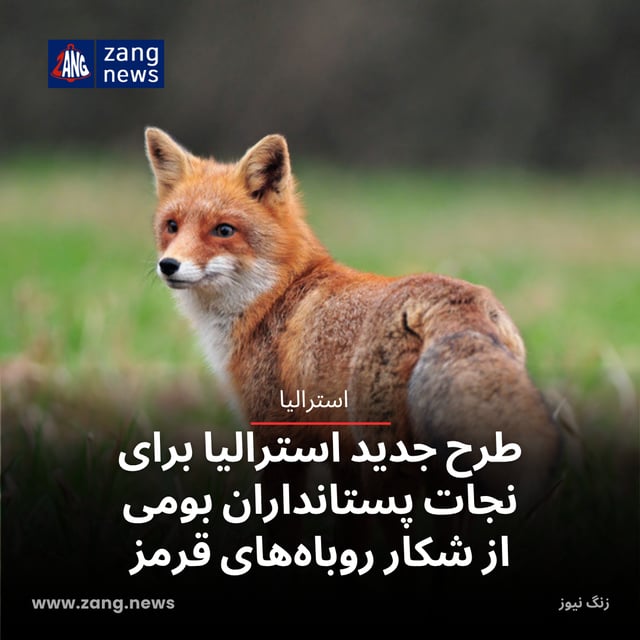 طرح جدید استرالیا برای نجات پستانداران بومی از شکار روباه‌های قرمز