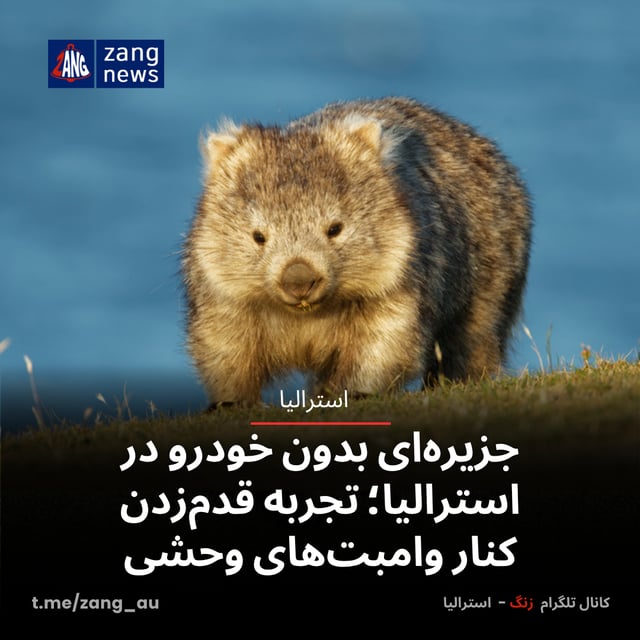 جزیره‌ای بدون خودرو در استرالیا؛ تجربه قدم‌زدن کنار وامبت‌های وحشی