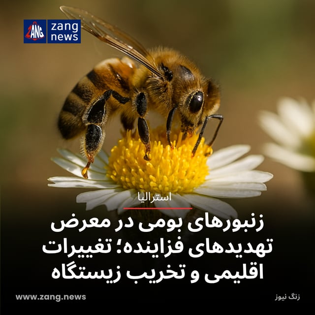 زنبورهای بومی در معرض تهدیدهای فزاینده؛ تغییرات اقلیمی و تخریب زیستگاه