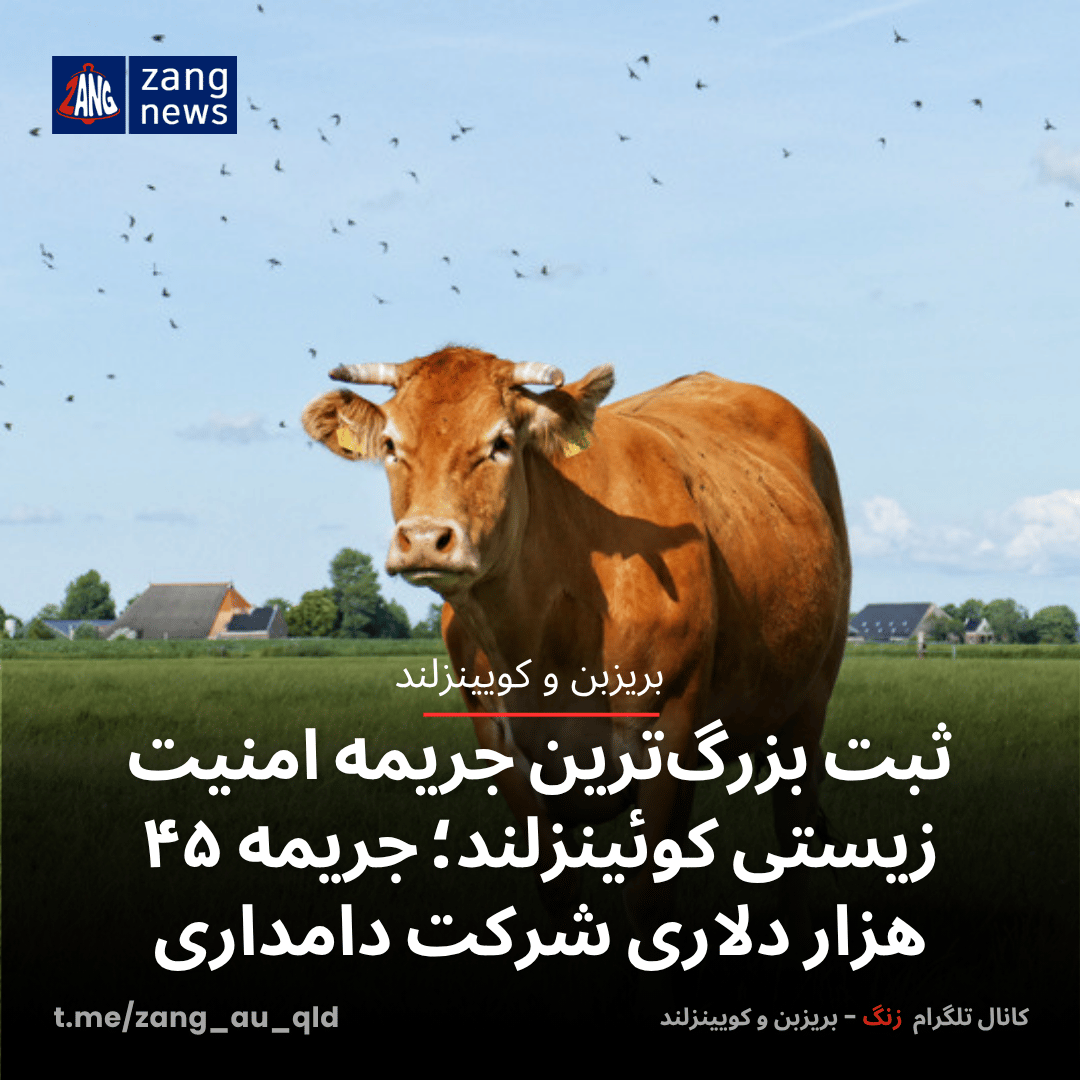 ثبت بزرگ‌ترین جریمه امنیت زیستی کوئینزلند؛ جریمه ۴۵ هزار دلاری شرکت دامداری