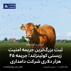 ثبت بزرگ‌ترین جریمه امنیت زیستی کوئینزلند؛ جریمه ۴۵ هزار دلاری شرکت دامداری