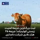 ثبت بزرگ‌ترین جریمه امنیت زیستی کوئینزلند؛ جریمه ۴۵ هزار دلاری شرکت دامداری