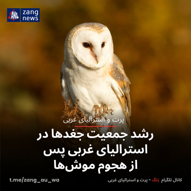 رشد جمعیت جغدها در استرالیای غربی پس از هجوم موش‌ها