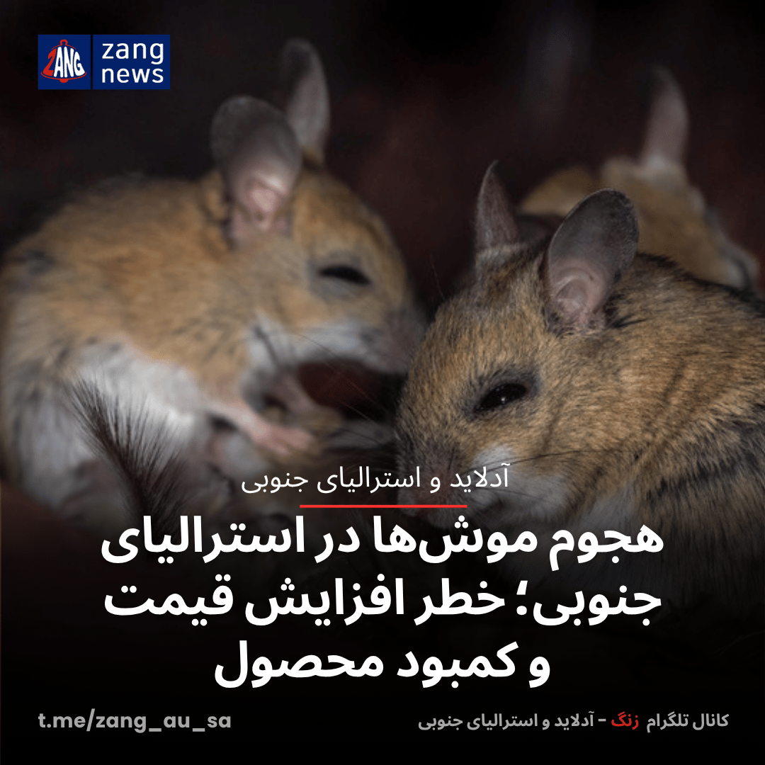 هجوم موش‌ها در استرالیای جنوبی؛ خطر افزایش قیمت و کمبود محصول