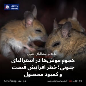 هجوم موش‌ها در استرالیای جنوبی؛ خطر افزایش قیمت و کمبود محصول