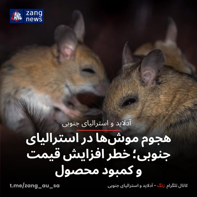 هجوم موش‌ها در استرالیای جنوبی؛ خطر افزایش قیمت و کمبود محصول