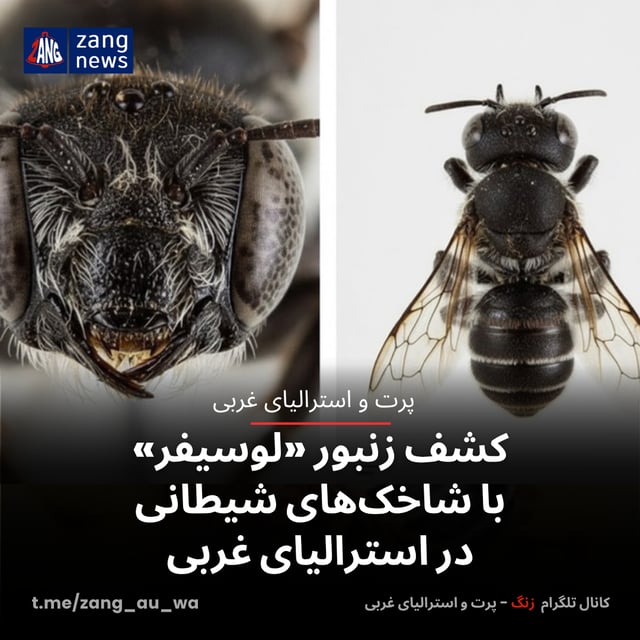 کشف زنبور «لوسیفر» با شاخک‌های شیطانی در استرالیای غربی