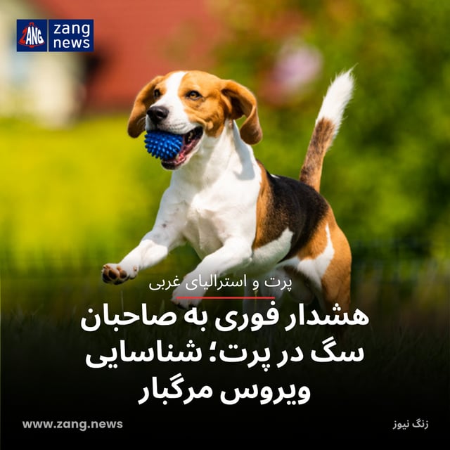 هشدار فوری به صاحبان سگ‌ در پرت؛ شناسایی ویروس مرگبار