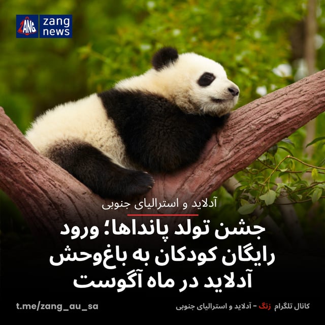 جشن تولد پانداها؛ ورود رایگان کودکان به باغ‌وحش آدلاید در ماه آگوست