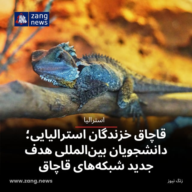قاچاق خزندگان استرالیایی؛ دانشجویان بین‌المللی هدف جدید شبکه‌های قاچاق