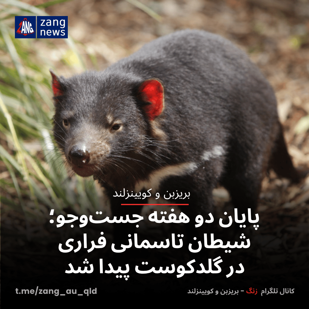 پایان دو هفته جست‌وجو؛ شیطان تاسمانی فراری در گلدکوست پیدا شد