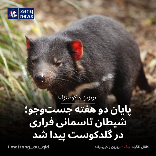 پایان دو هفته جست‌وجو؛ شیطان تاسمانی فراری در گلدکوست پیدا شد