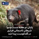 پایان دو هفته جست‌وجو؛ شیطان تاسمانی فراری در گلدکوست پیدا شد