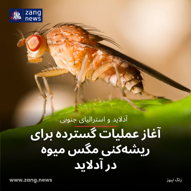 آغاز عملیات گسترده برای ریشه‌کنی مگس میوه در آدلاید