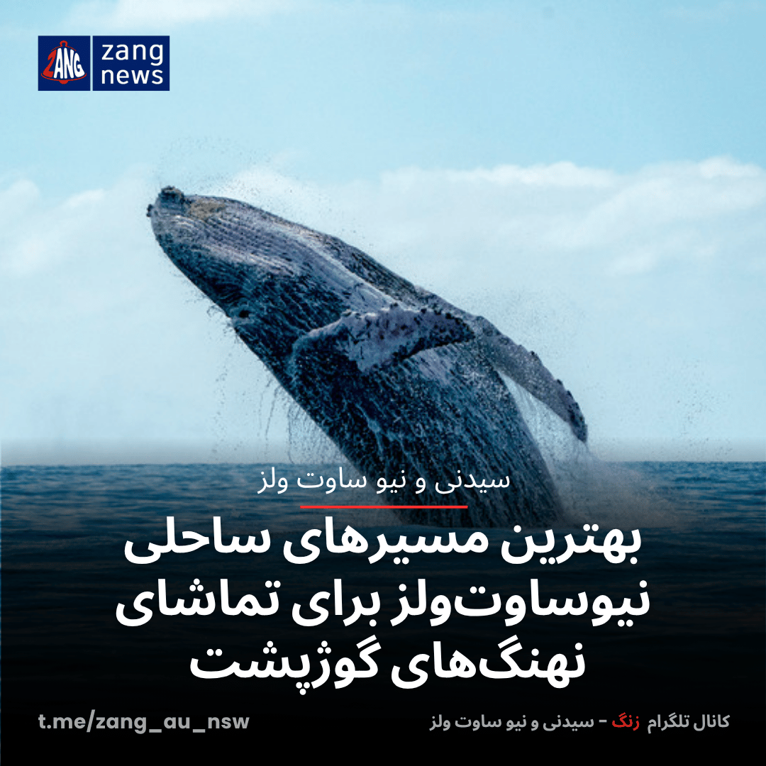 بهترین مسیرهای ساحلی نیوساوت‌ولز برای تماشای نهنگ‌های گوژپشت