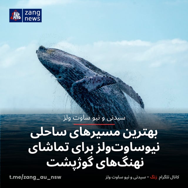 بهترین مسیرهای ساحلی نیوساوت‌ولز برای تماشای نهنگ‌های گوژپشت