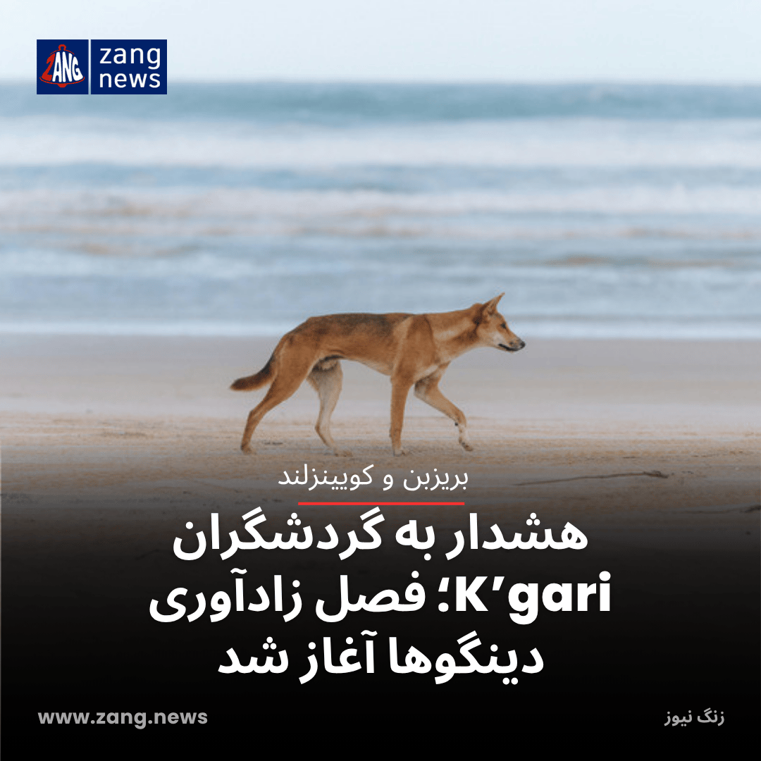 هشدار به گردشگران K’gari؛ فصل زادآوری دینگوها آغاز شد