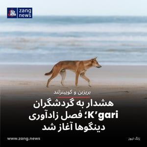 هشدار به گردشگران K’gari؛ فصل زادآوری دینگوها آغاز شد