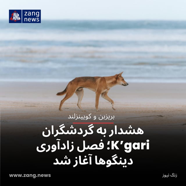 هشدار به گردشگران K’gari؛ فصل زادآوری دینگوها آغاز شد