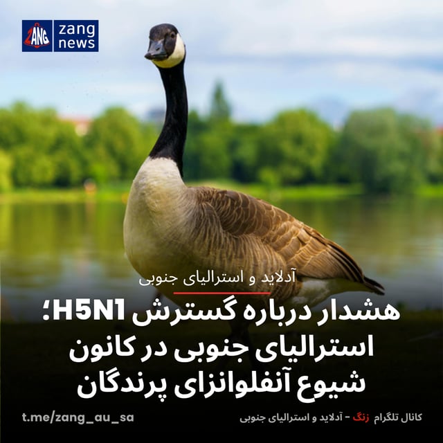 هشدار درباره گسترش H5N1؛ استرالیای جنوبی در کانون شیوع آنفلوانزای پرندگان